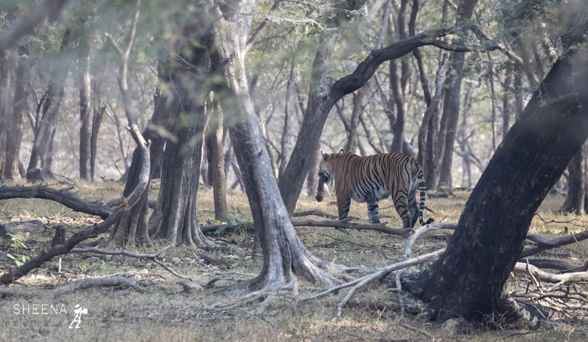 Bengal Tigress moving young newborn cub 2.jpg - India